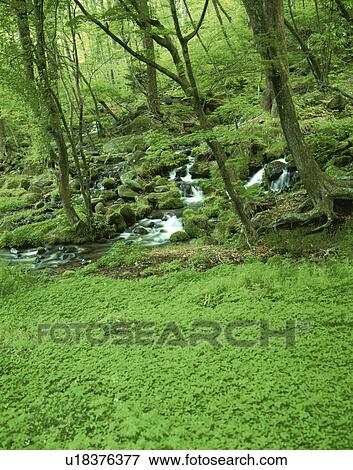 Stock Photo - Shoninzawa stream, Shioya Town, Tochigi Prefecture, Honshu, Japan. Fotosearch