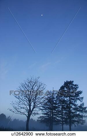 Stock Image - Silhouetted trees at dawn, Kijimadaira, Nagano Prefecture, Japan. Fotosearch