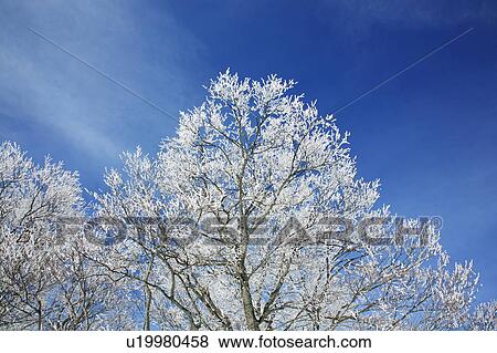 Silver frost on bare trees, Yamagata Prefecture, Japan View Large Photo Image Stock Photo - Silver frost on bare trees, Yamagata Prefecture, Japan. Fotosearch