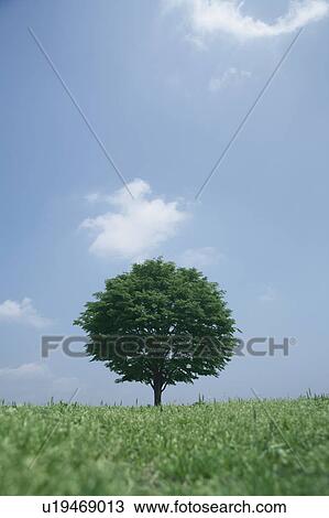 Single tree in a field View Large Photo Image Stock Image - Single tree in a field. Fotosearch