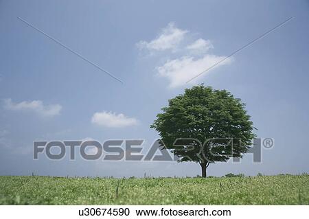 Single tree in a field View Large Photo Image Stock Image - Single tree in a field. Fotosearch