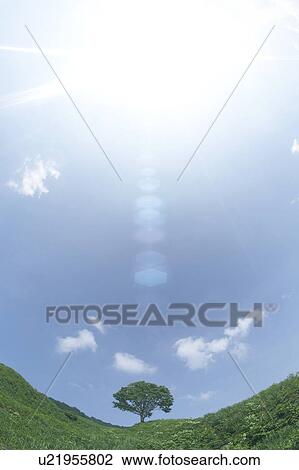 Stock Image - Single tree in field. Fotosearch