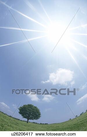 Single tree in field View Large Photo Image Stock Photo - Single tree in field. Fotosearch