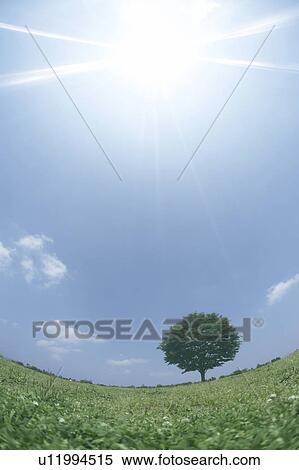 Single tree in field View Large Photo Image Stock Photography - Single tree in field. Fotosearch