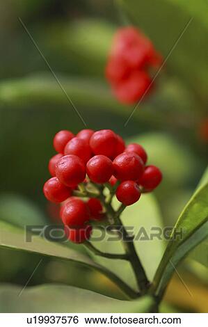 Skimmia berries View Large Photo Image Stock Photograph - Skimmia berries. Fotosearch