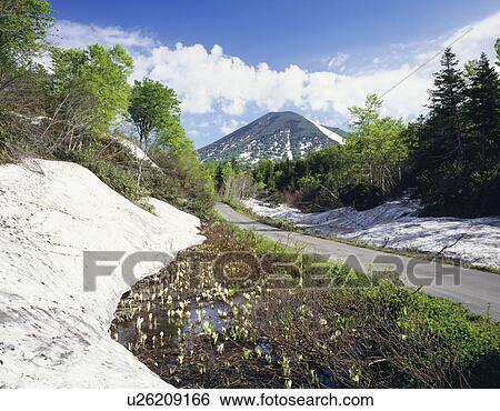 Stock Photograph - Skunk cabbage growing on the roadside to Mt. Takada, Hakkouda, Aomori Prefecture, Japan. Fotosearch