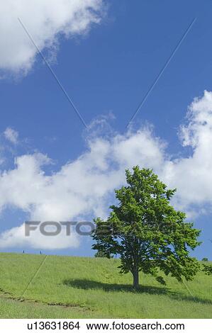 Picture - Sky on a grassy hill, Towada, Aomori Prefecture, Japan. Fotosearch