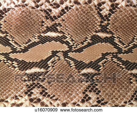 Snakeskin. View Large Photo Image Stock Photo - Snakeskin.. Fotosearch
