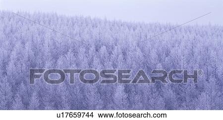 Picture - Snow covered forest. Fotosearch