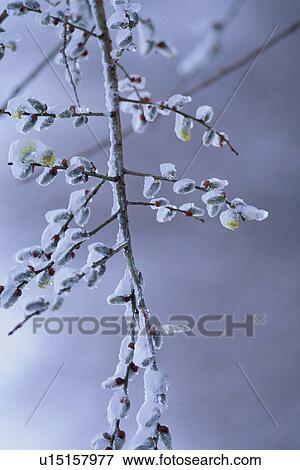 Snow covered pussy willow. Tochigi Prefecture, Japan View Large Photo Image Stock Photo - Snow covered pussy willow. Tochigi Prefecture, Japan. Fotosearch