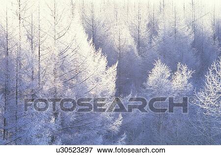 Stock Photo - Snow covered trees in forest. Fotosearch
