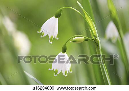 Stock Photo - Snow flakes. Fotosearch