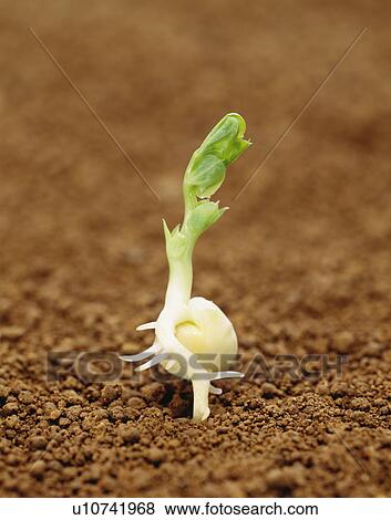 Stock Photo - Snow pea sprout, Tochigi Prefecture, Japan. Fotosearch