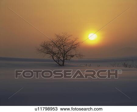 Stock Image - Snowy field and a bare tree with a setting sun, Biei-machi, Hokkaido, Japan. Fotosearch
