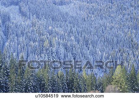 Snowy forest. Dolomites, Italy View Large Photo Image Stock Photo - Snowy forest. Dolomites, Italy. Fotosearch