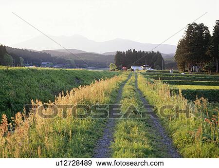 Sorrel growing along a country path, Yaita, Tochigi Prefecture, Japan View Large Photo Image Stock Photo - Sorrel growing along a country path, Yaita, Tochigi Prefecture, Japan. Fotosearch