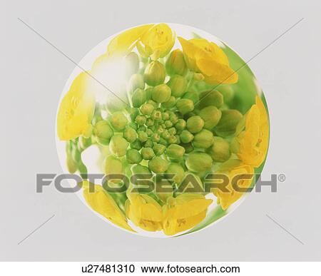 Sphere of oilseed rape View Large Photo Image Stock Image - Sphere of oilseed rape. Fotosearch