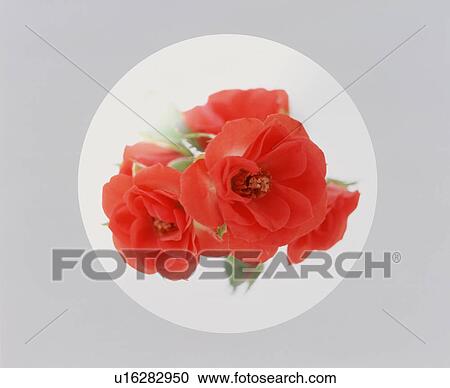 Sphere of red flowers View Large Photo Image Stock Image - Sphere of red flowers. Fotosearch