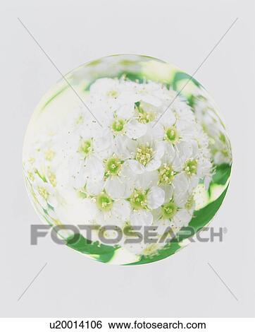 Sphere of white flowers View Large Photo Image Stock Photograph - Sphere of white flowers. Fotosearch