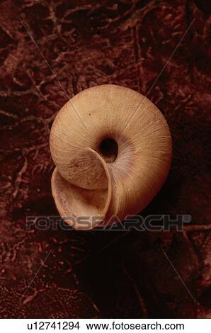 Picture - Spiral shell on red textured background. Fotosearch