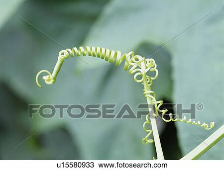 Stock Image - Spiral vine of a sponge gourd. Fotosearch