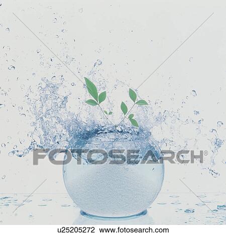 Stock Image - Splash of water in a bowl containing plants. Fotosearch