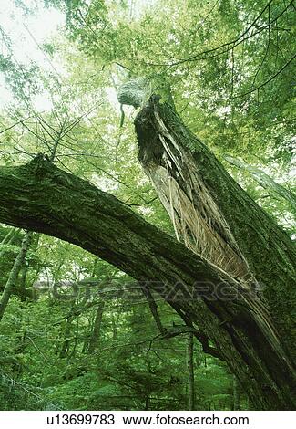Split tree trunk. Shioya-machi, Tochigi Prefecture, Japan View Large Photo Image Stock Image - Split tree trunk. Shioya-machi, Tochigi Prefecture, Japan. Fotosearch
