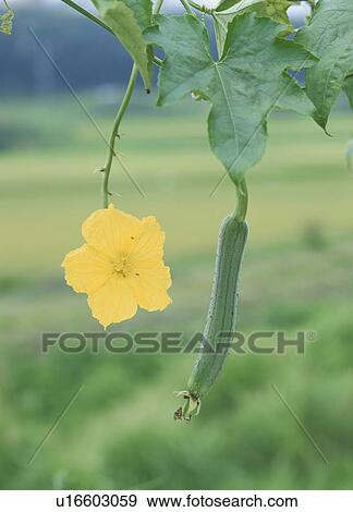 Stock Photo - Sponge gourd and a flower growing on a vine, Tochigi Prefecture, Japan. Fotosearch