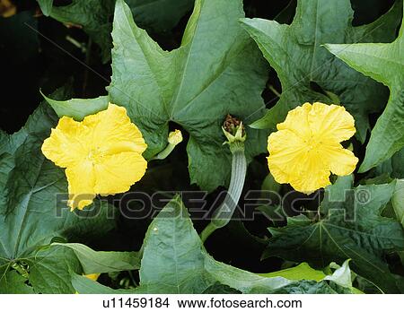 Sponge gourd flowers View Large Photo Image Picture - Sponge gourd flowers. Fotosearch