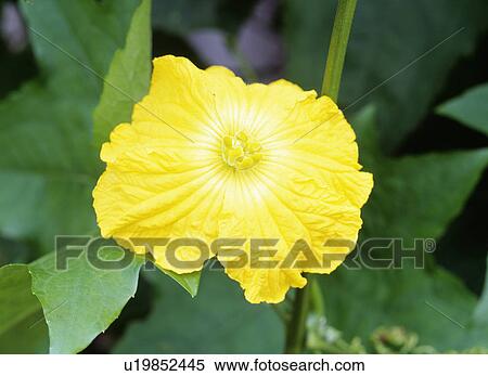 Stock Photography - Sponge gourd flowers. Fotosearch