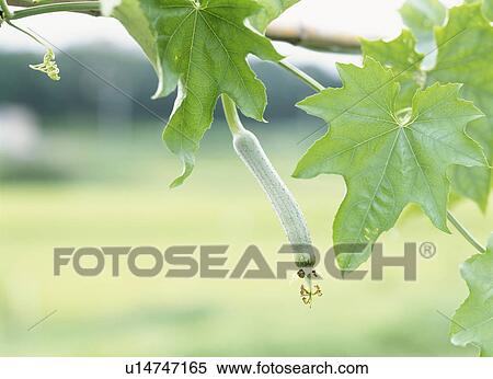 Stock Photography - Sponge gourd growing on a vine, Tochigi Prefecture, Japan. Fotosearch
