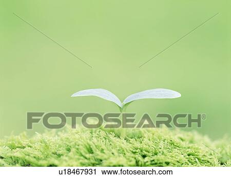 Stock Image - Sponge gourd sprout. Fotosearch