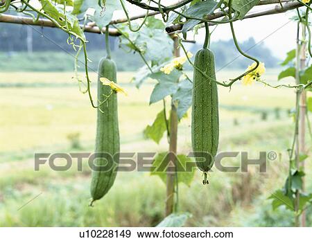 Stock Photo - Sponge gourds and flowers growing on a vine, Tochigi Prefecture, Japan. Fotosearch