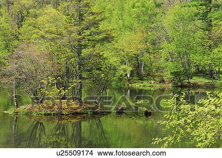 Picture - Spring leaves on trees and pond, Sakuho-machi, Nagano Prefecture, Japan. Fotosearch