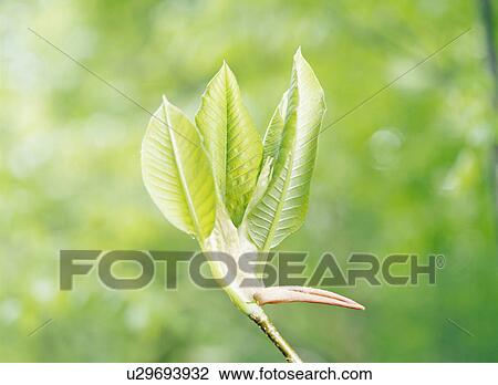 Sprout of Japanese Bigleaf Magnolia. Hakkoda, Aomori Prefecture, Japan View Large Photo Image Stock Image - Sprout of Japanese Bigleaf Magnolia. Hakkoda, Aomori Prefecture, Japan. Fotosearch