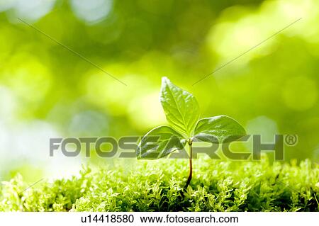 Stock Image - Sprout. Fotosearch