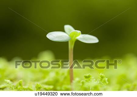 Sprout View Large Photo Image Stock Image - Sprout. Fotosearch