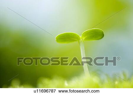 Stock Photo - Sprout. Fotosearch