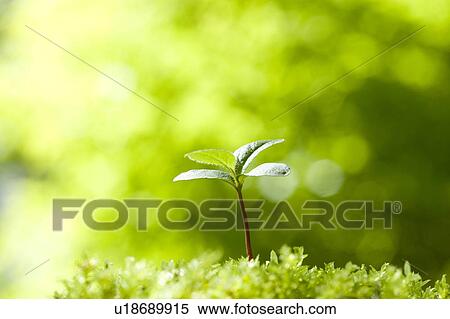 Stock Photography - Sprout. Fotosearch