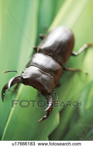 Stock Image - Stag Beetle. Fotosearch
