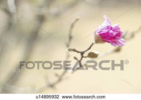 Stock Image - Star magnolia. Fotosearch