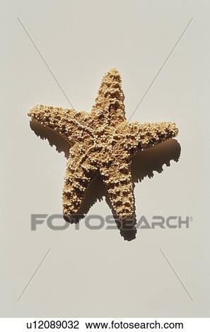 Stock Image - Starfish on white background. Fotosearch