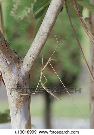 Stick Insect View Large Photo Image Stock Photo - Stick Insect. Fotosearch