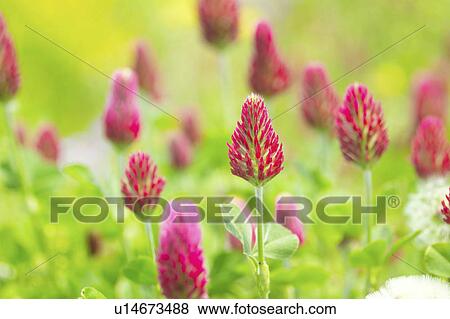 Strawberry candles View Large Photo Image Stock Photo - Strawberry candles. Fotosearch