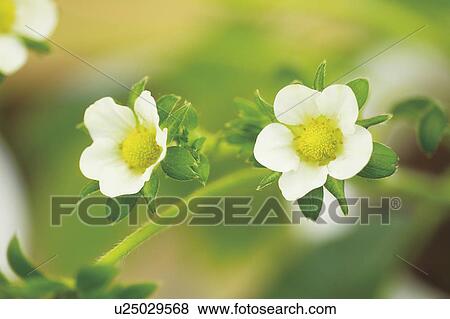 Strawberry flowers View Large Photo Image Stock Photo - Strawberry flowers. Fotosearch