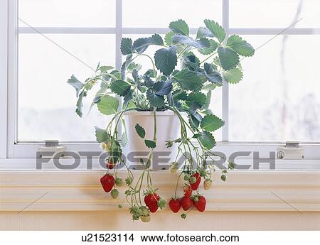 Picture - Strawberry plant on a window sill. Fotosearch