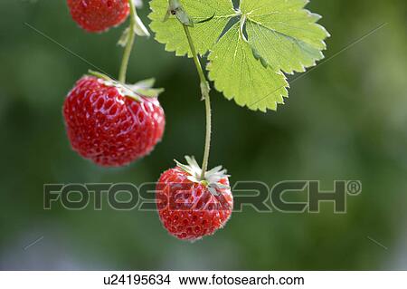 Picture - Strawberry plant. Fotosearch