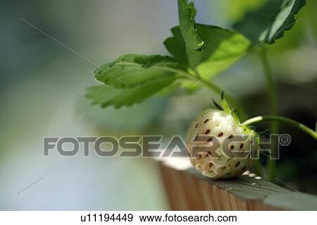 Strawberry plant View Large Photo Image Stock Photo - Strawberry plant. Fotosearch