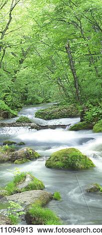 Stream, Aomori Prefecture, Honshu, Japan View Large Photo Image Stock Image - Stream, Aomori Prefecture, Honshu, Japan. Fotosearch