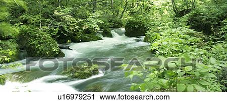 Stock Image - Stream, Aomori Prefecture, Honshu, Japan. Fotosearch